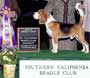 \Gable BISS Southern Callifornia Beagle Club Specialty 2013