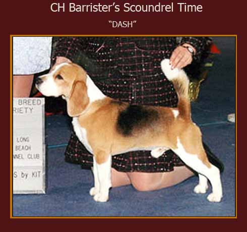 CH Barrister's Scoundrel Time "Dash"